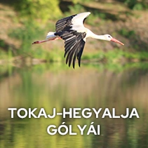 TOKAJ-HEGYALJA GÓLYÁI címmel diaképes előadás